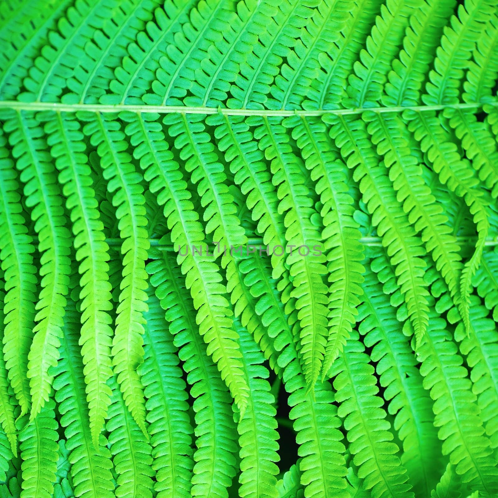 Bright green fern leaves as a background.
