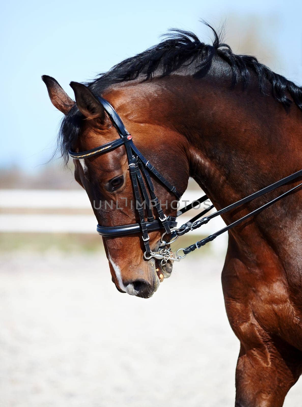 Brown stallion. Portrait of a sports brown horse. Riding on a horse. Thoroughbred horse. Beautiful horse.