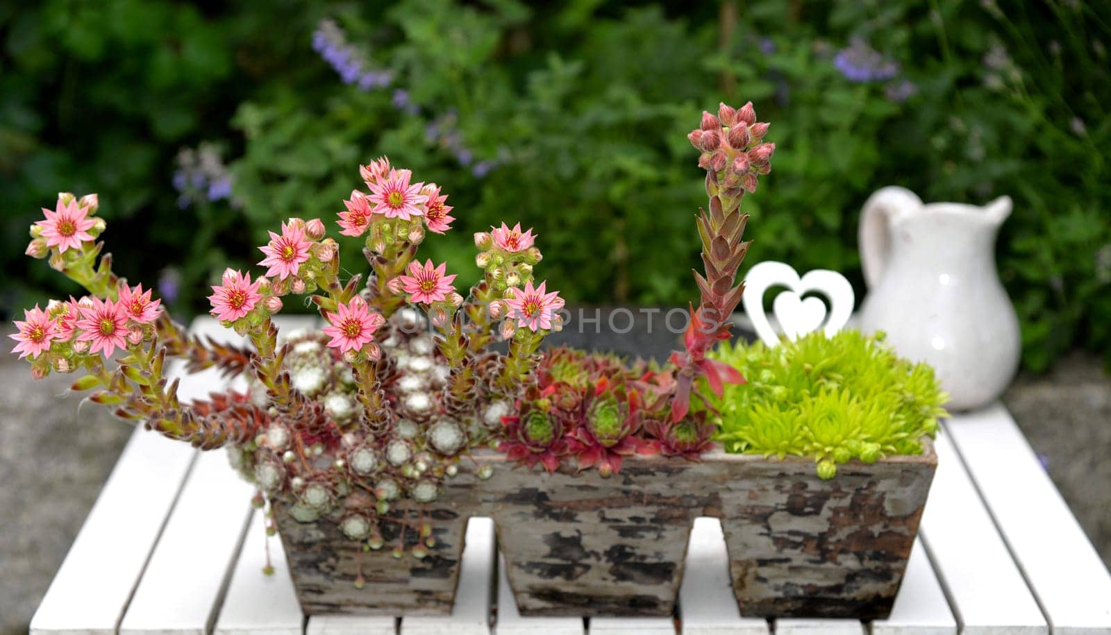 pink houseroot flowers in wooden box