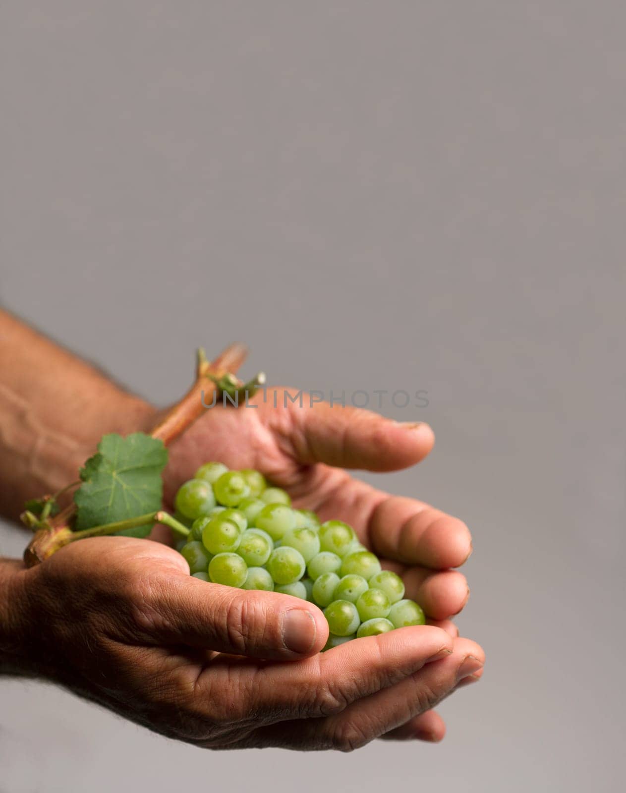 hard working hands holding up a fresh white grape on grey background