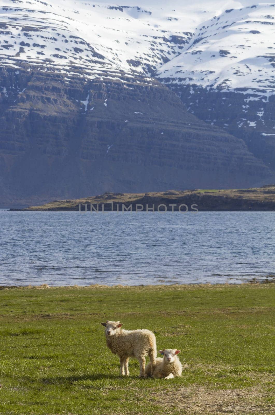 Vertical composition of a pair of lambs sitting on a green grass field with the ocean an mountains in the background in Grundarfjordur, Iceland