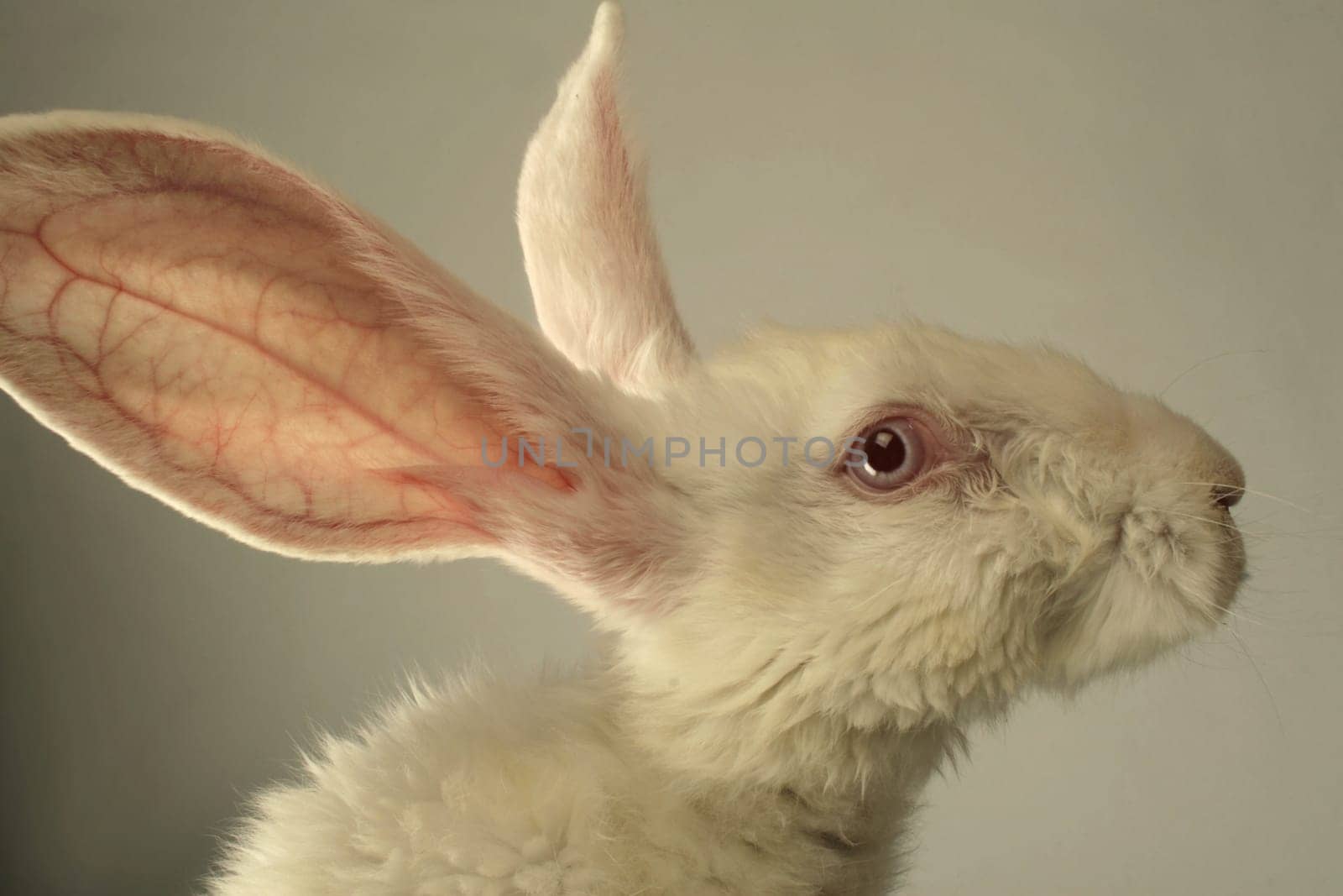 Portrait of a white rabbit with huge ears on grey background
