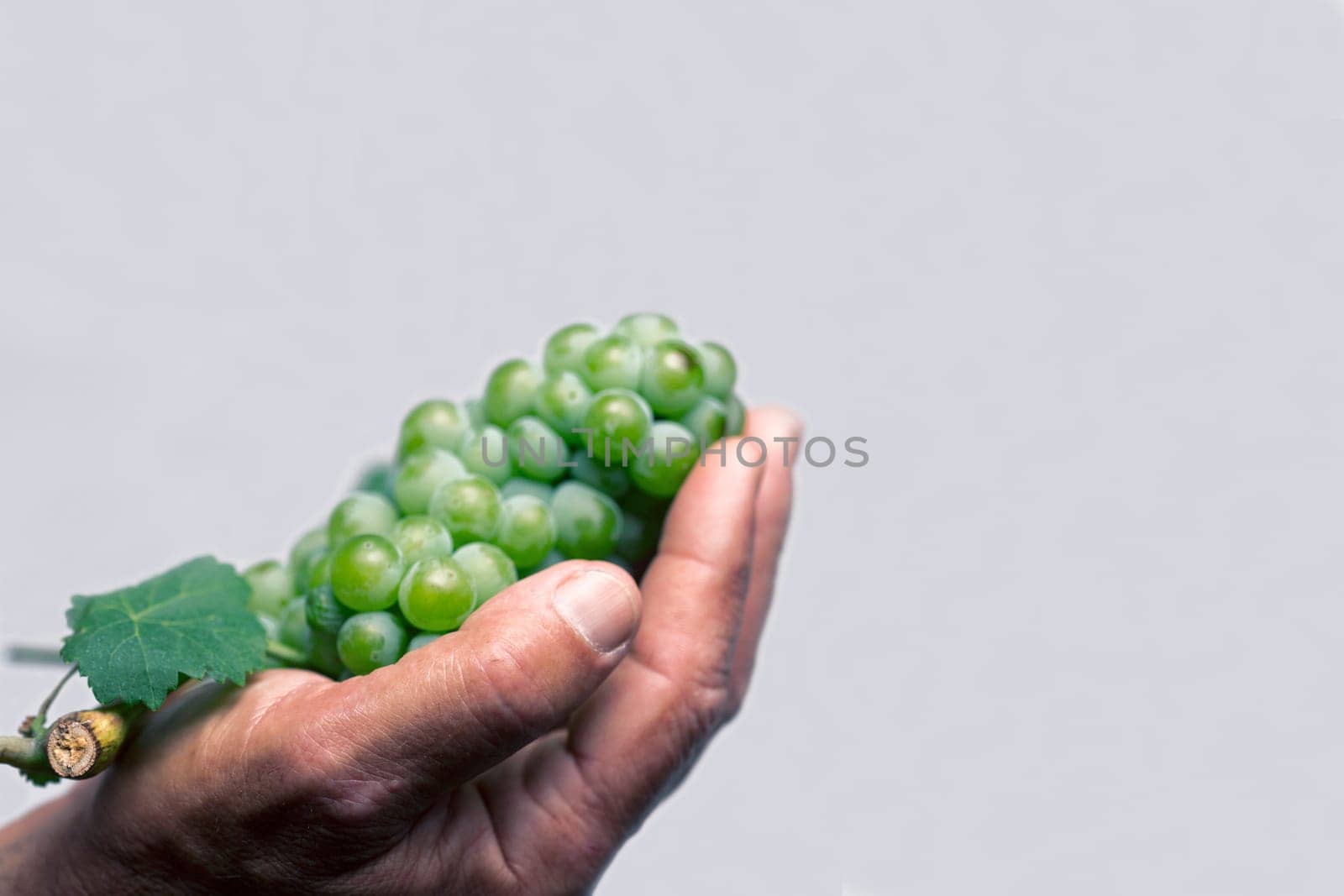 Horizontal front view of a hard working hand holding up a fresh white grape with green leaf on grey background