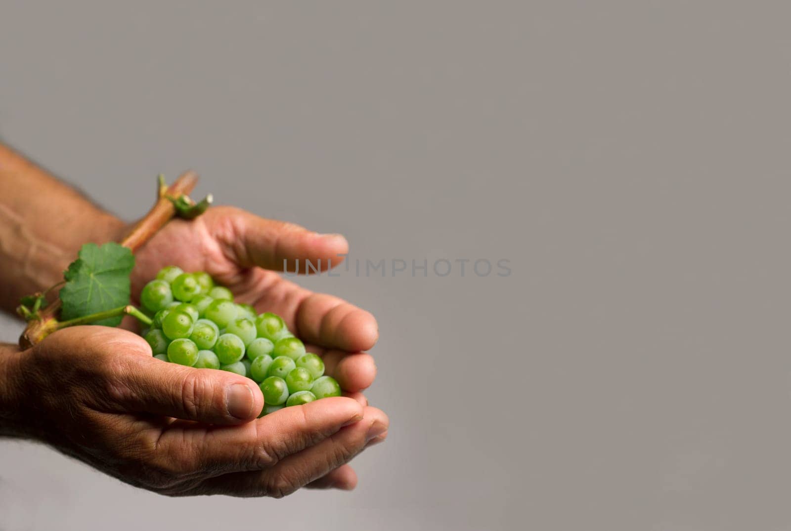 Horizontal front view of a hard working hands holding up a fresh white grape with green leaf on grey background