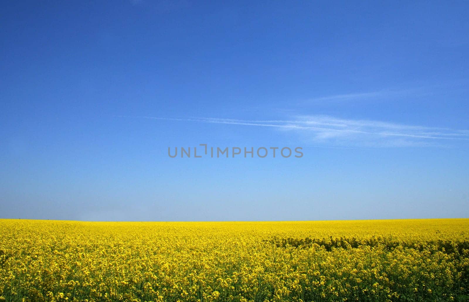 Yellow field of canola under blue sky with a bit of clouds