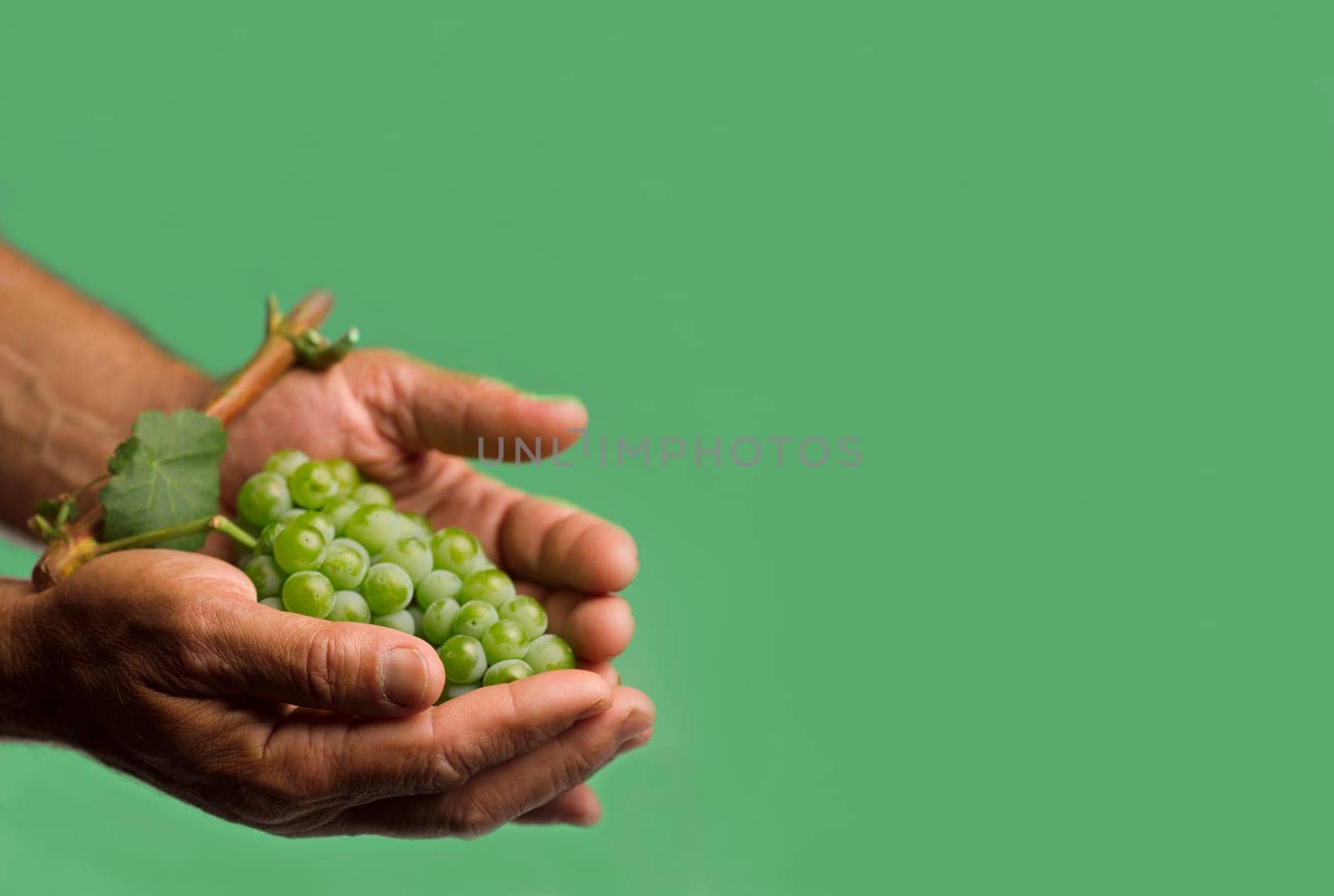Horizontal front view of a hard working hand holding up a fresh white grape with green leaf on green background