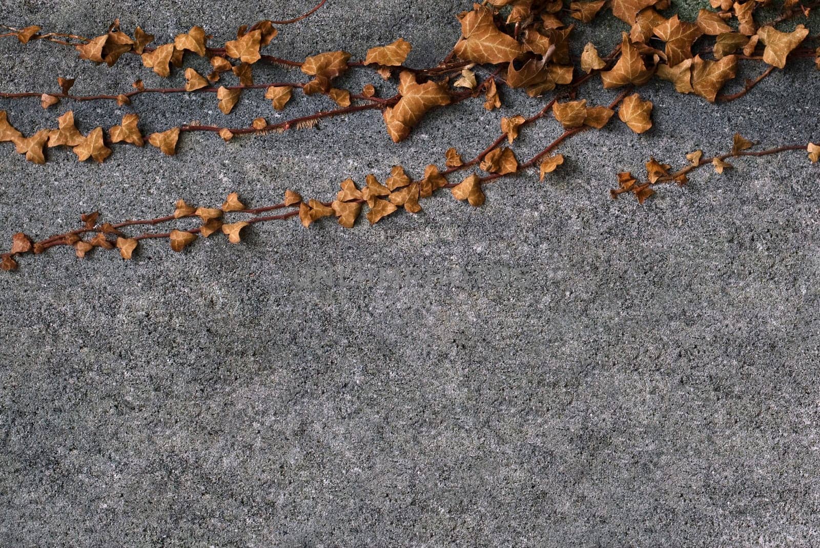 Horizontal front view of brown leaves grown on the top side of a concrete wall