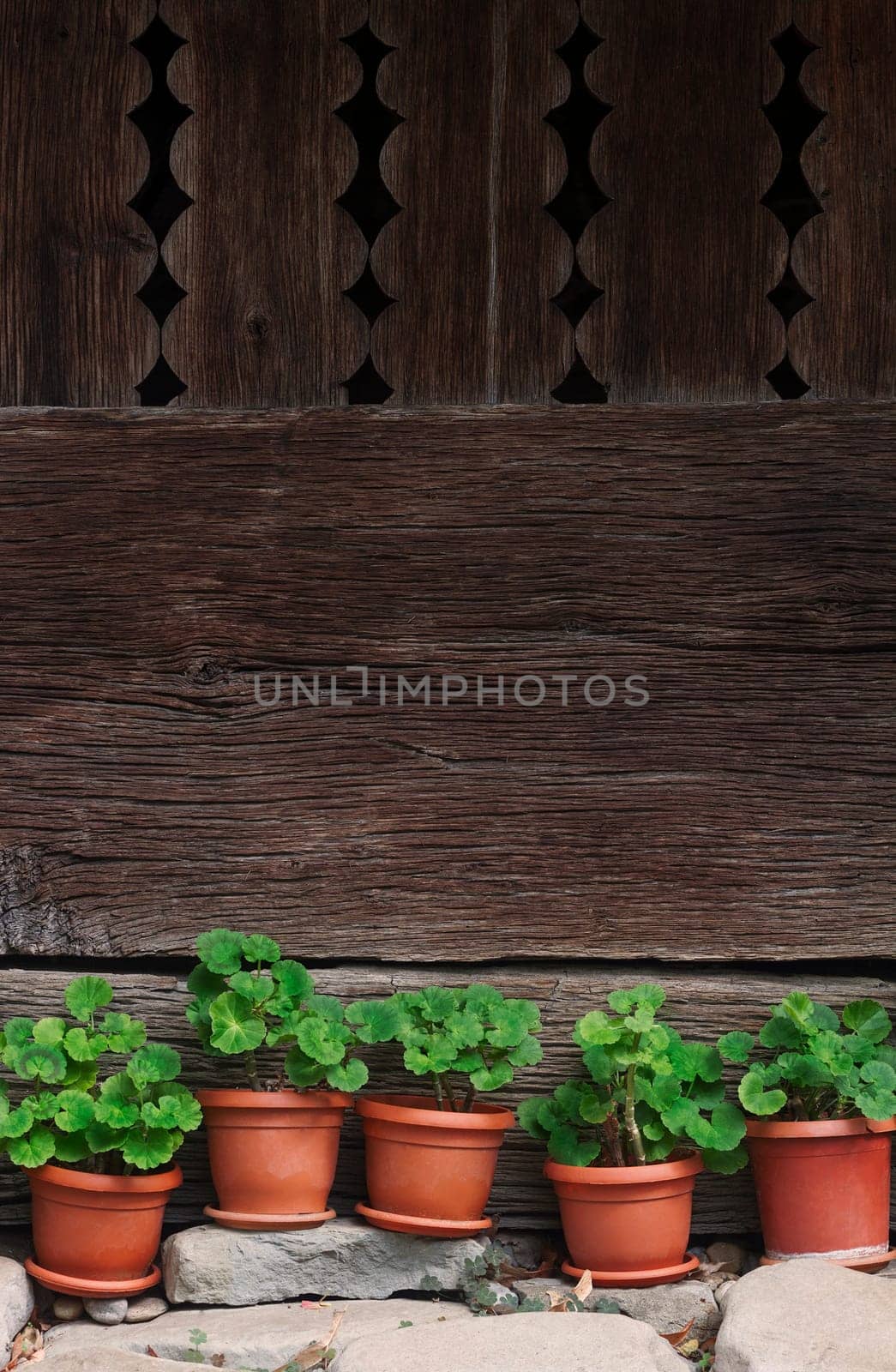 vertical front view of five vases with green plants standing on rocks with a wooden wall of a house in the background
