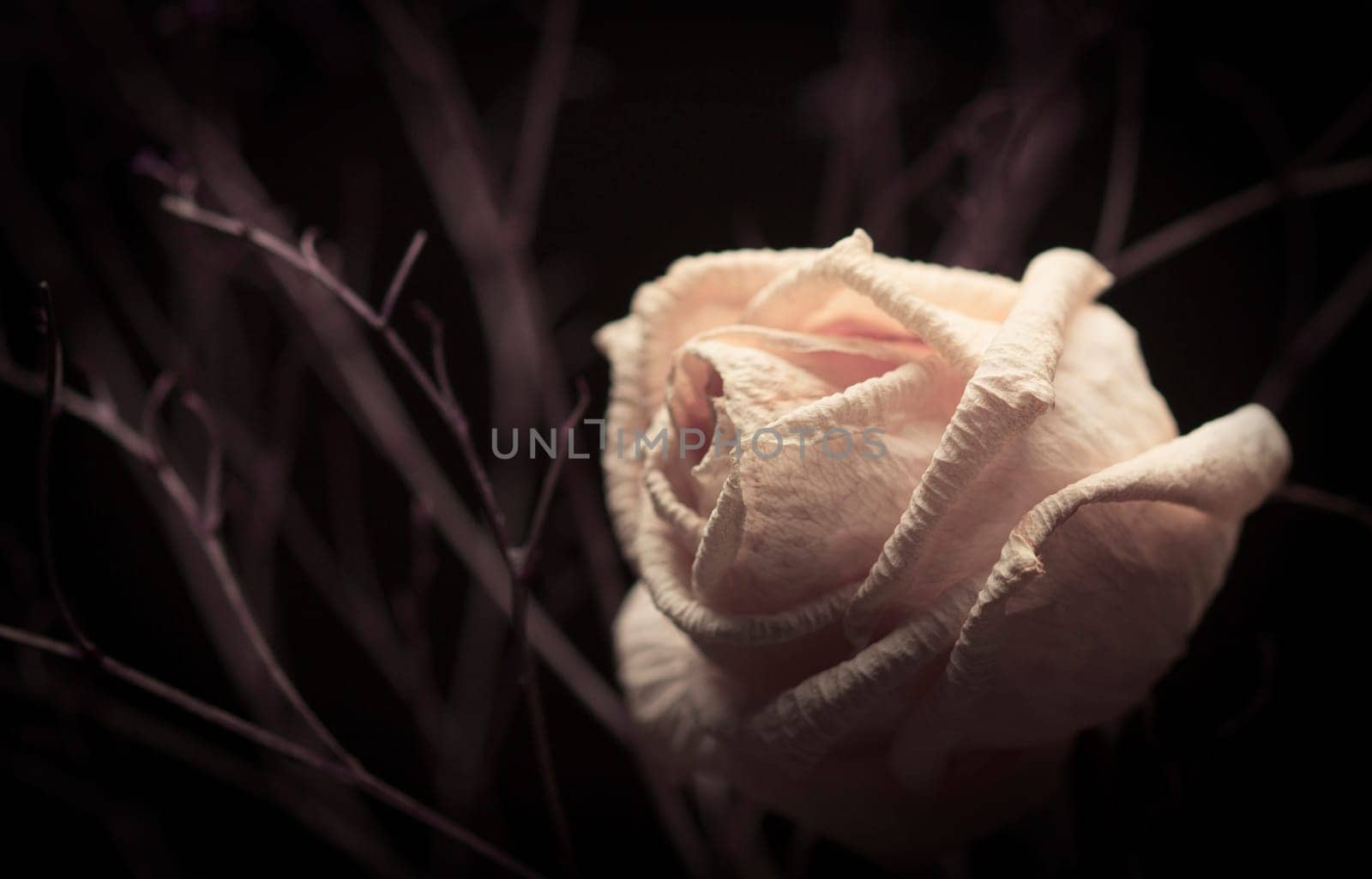 Withered white rose with branches on dark background