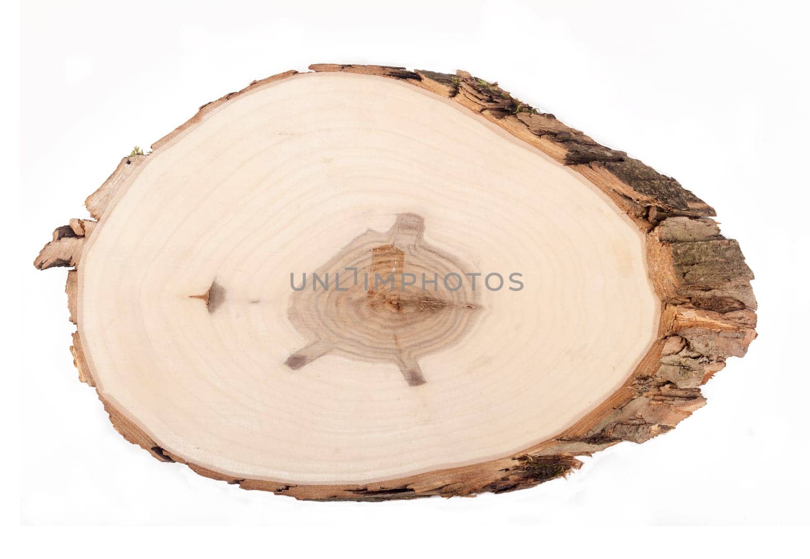 Wood section from a tree isolated on white background