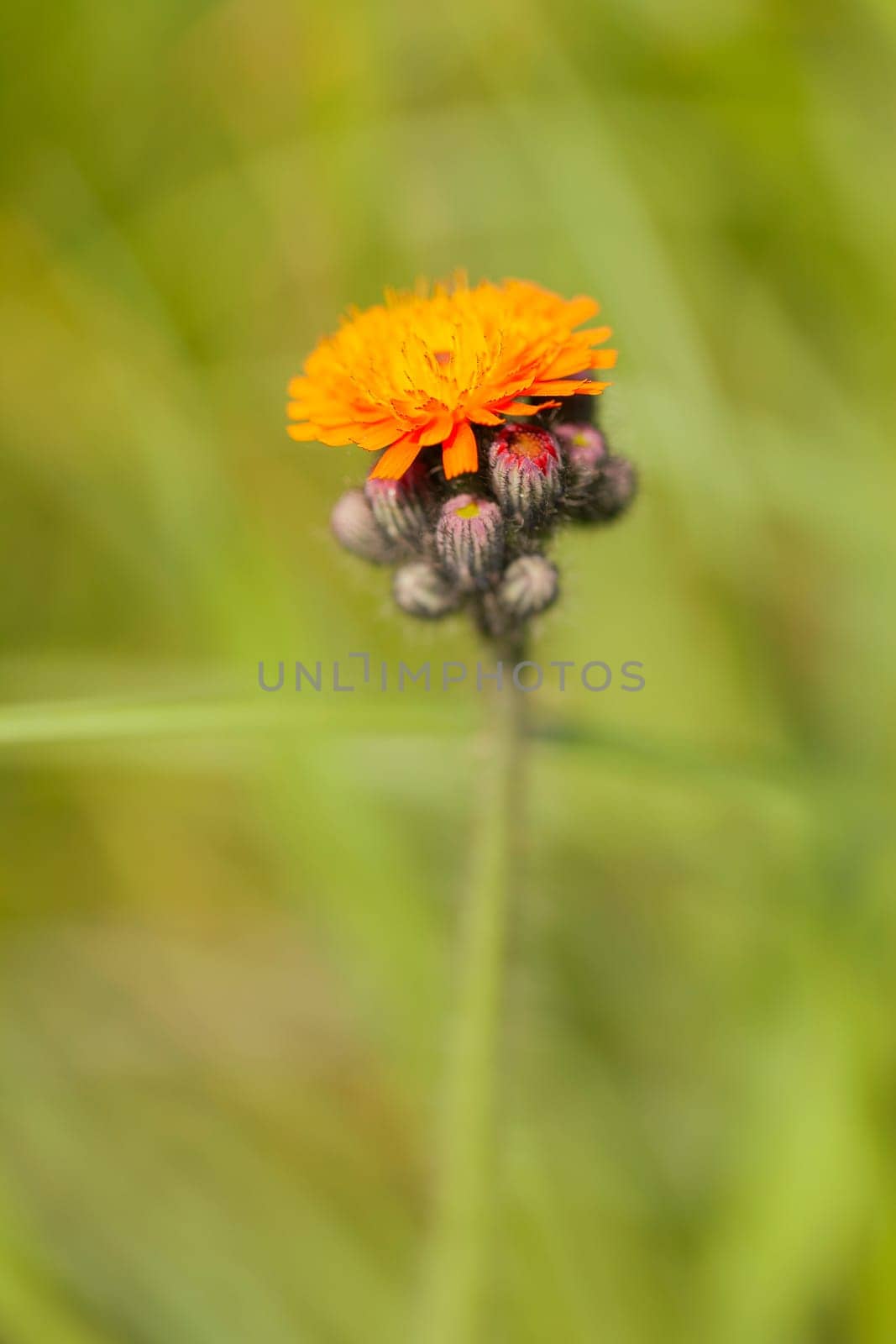 Orange-red hawkweed - Pilosella aurantiaca in a macro image