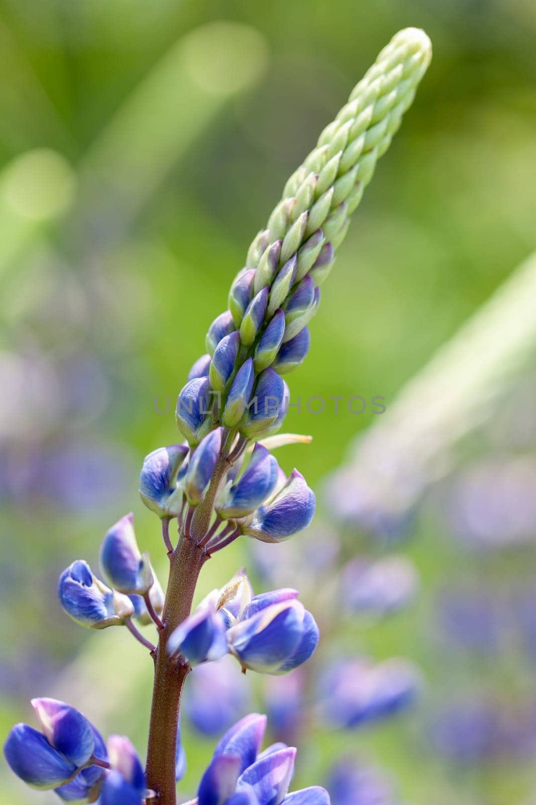 Multi-leaved lupine - Lupinus polyphyllus in a macro image