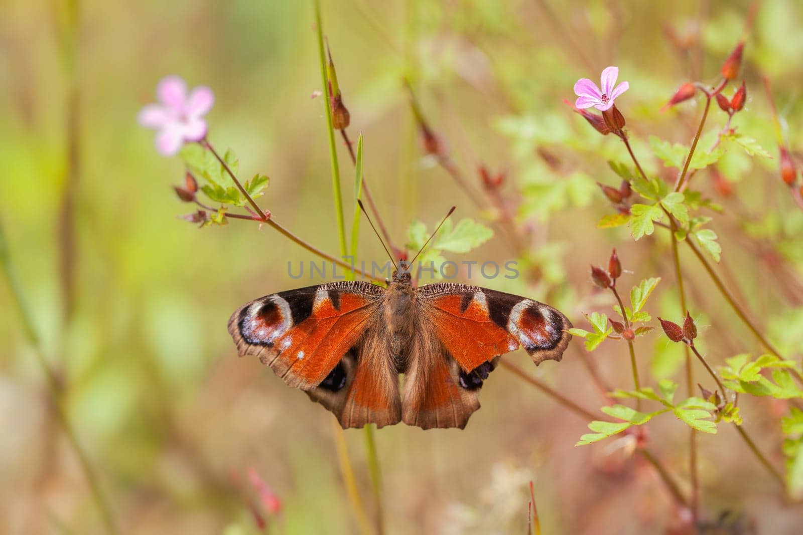 Day peacock eyes in a flower meadow - macro shot