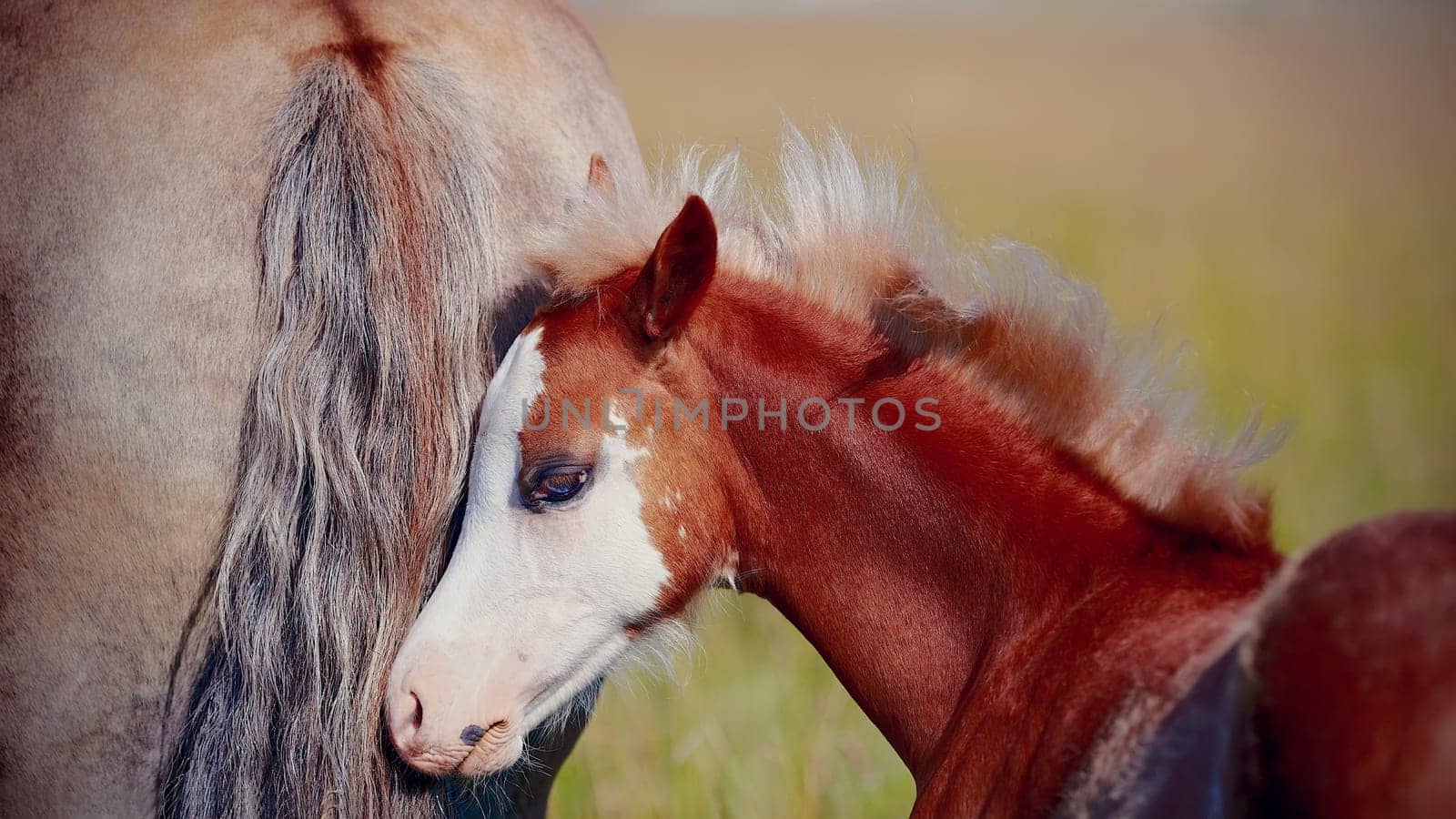 Foal on a meadow. The horse is grazed. Horse on a pasture.