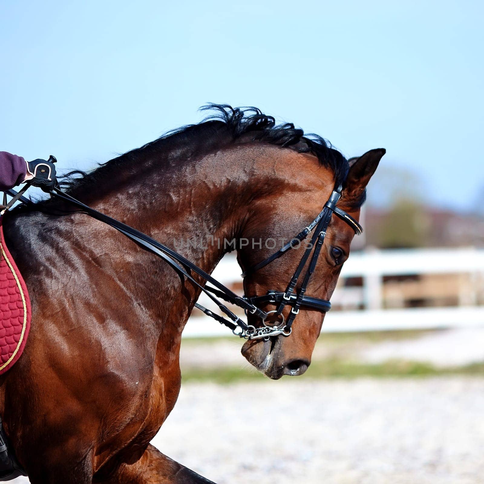 Brown stallion. Portrait of a sports brown horse. Riding on a horse. Thoroughbred horse. Beautiful horse.