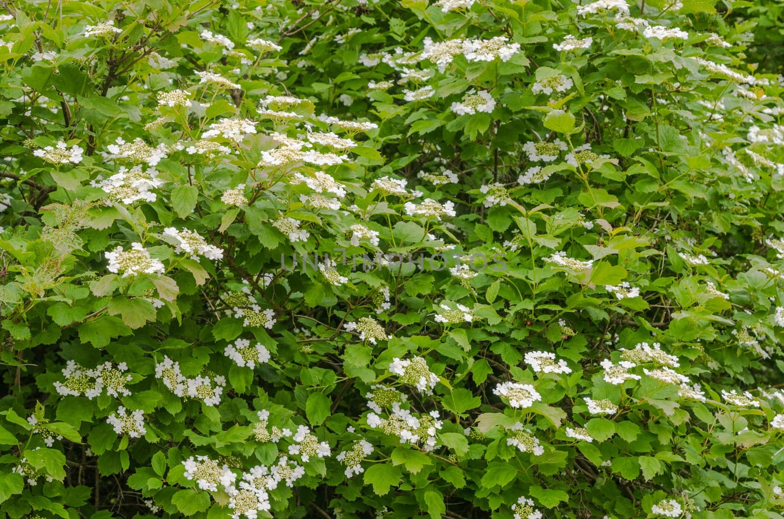 Blossoming guelder-rose, June