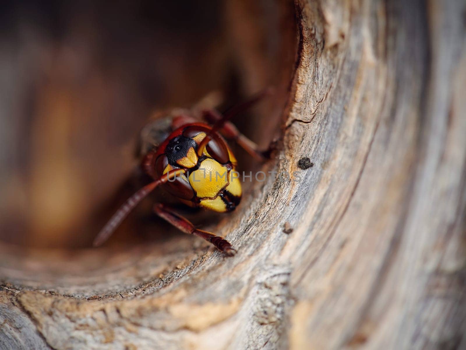 Portrait of a big wasp - a hornet protects an entrance to a nest.