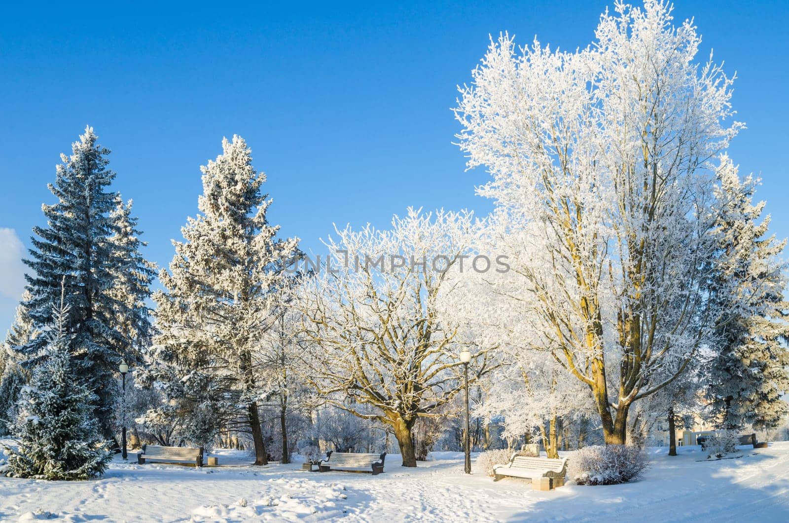 A beautiful city park with trees covered with hoarfrost