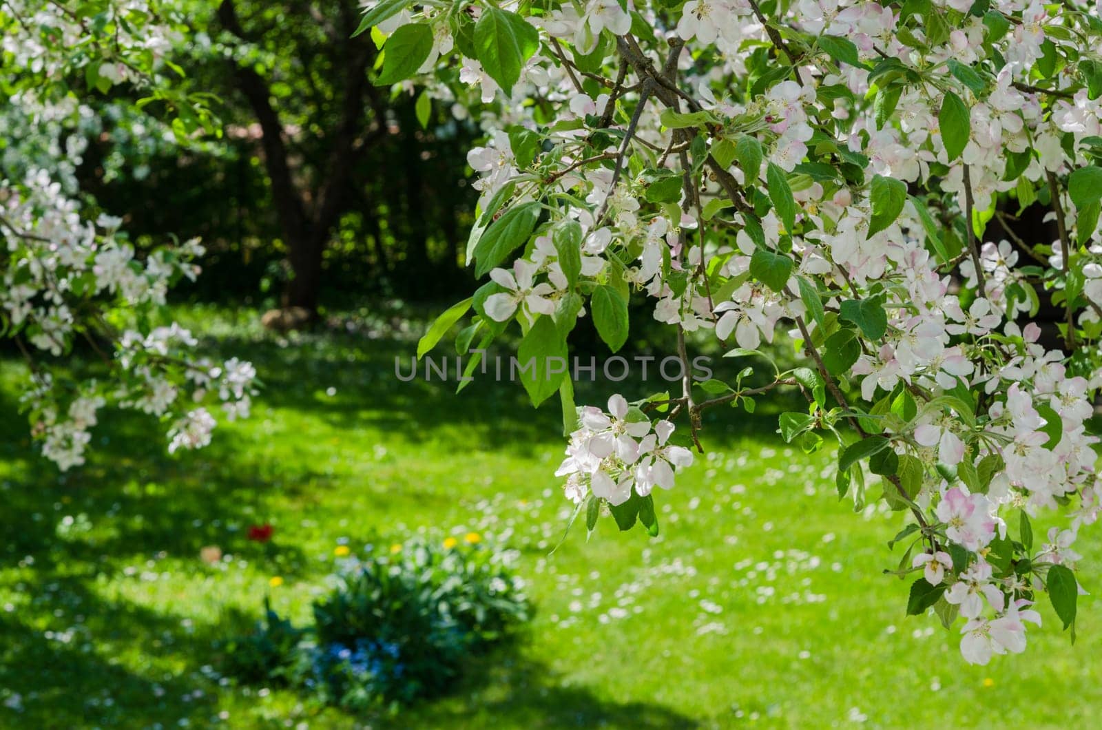 Garden with blossoming apple-trees, a spring landscape