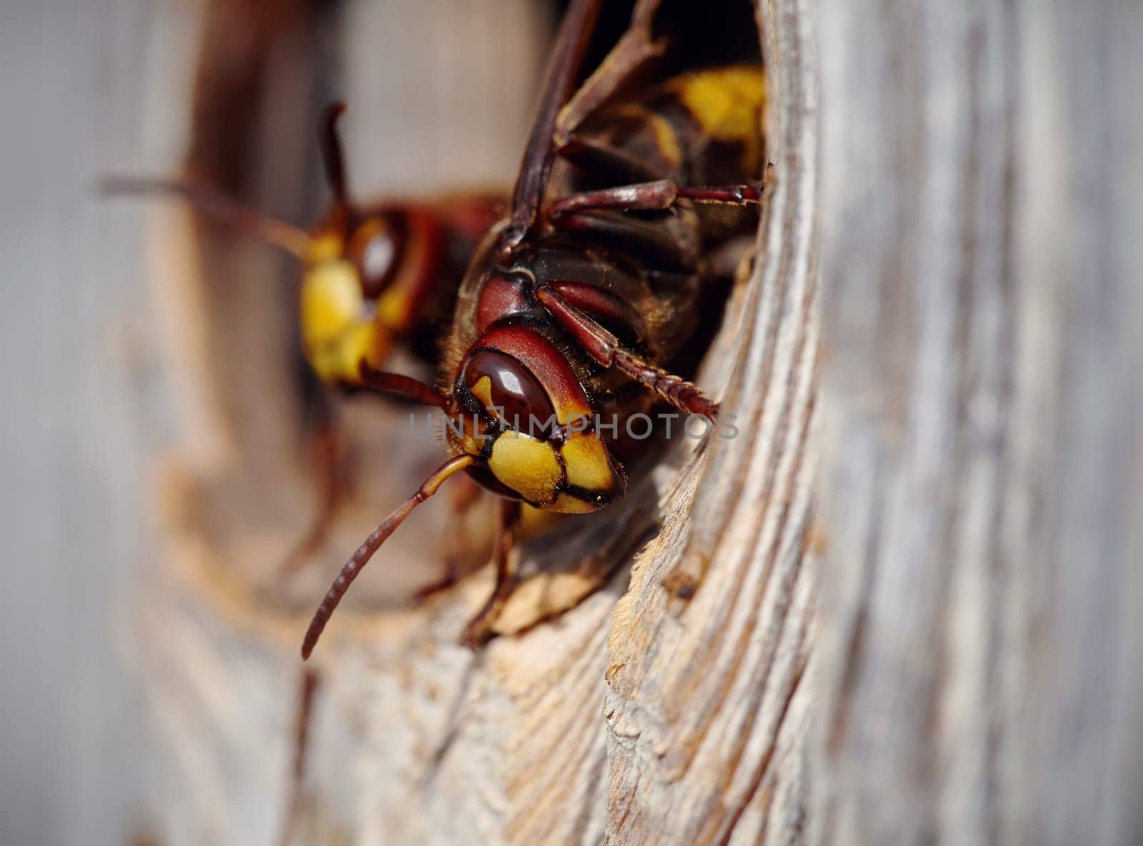 Two big wasps - hornets about an entrance to a nest.