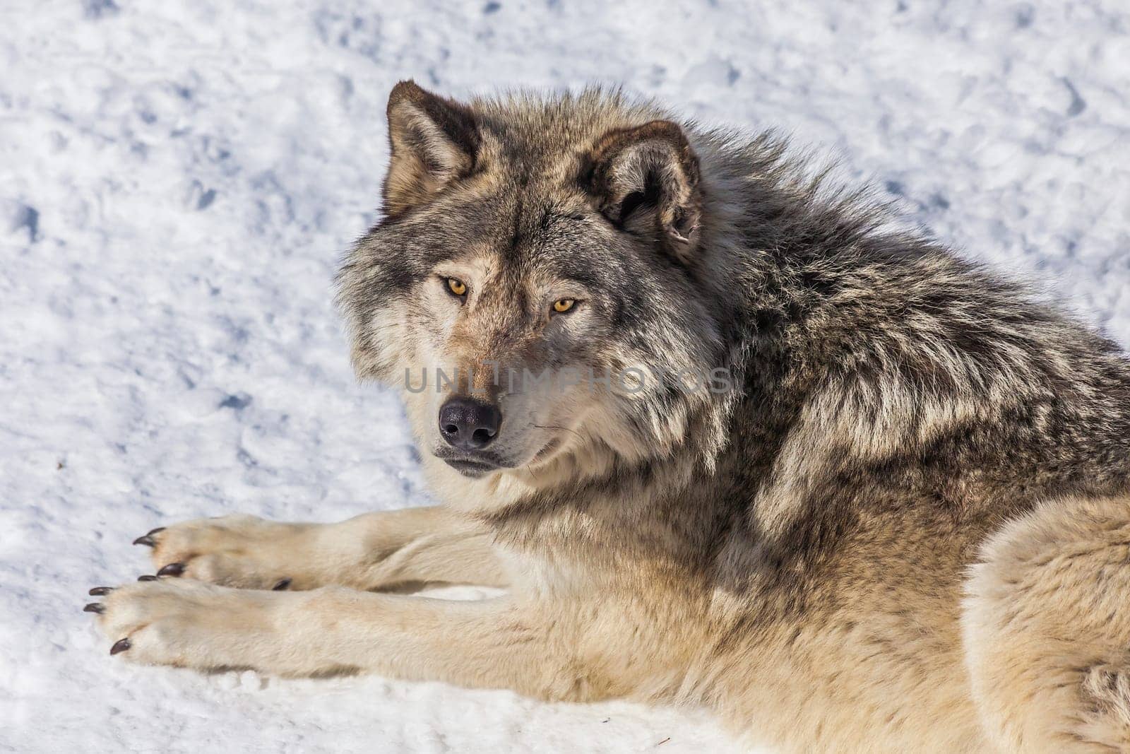 Close-up of a gray wolf, in the snow, looking up at the camera.