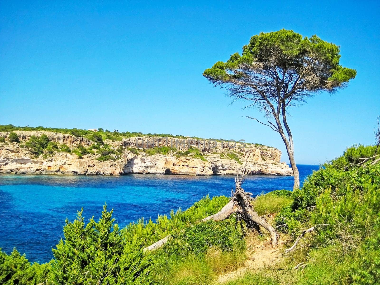 Single pine tree at picturesque cliff coast with turquoise ocean water and mountain in background