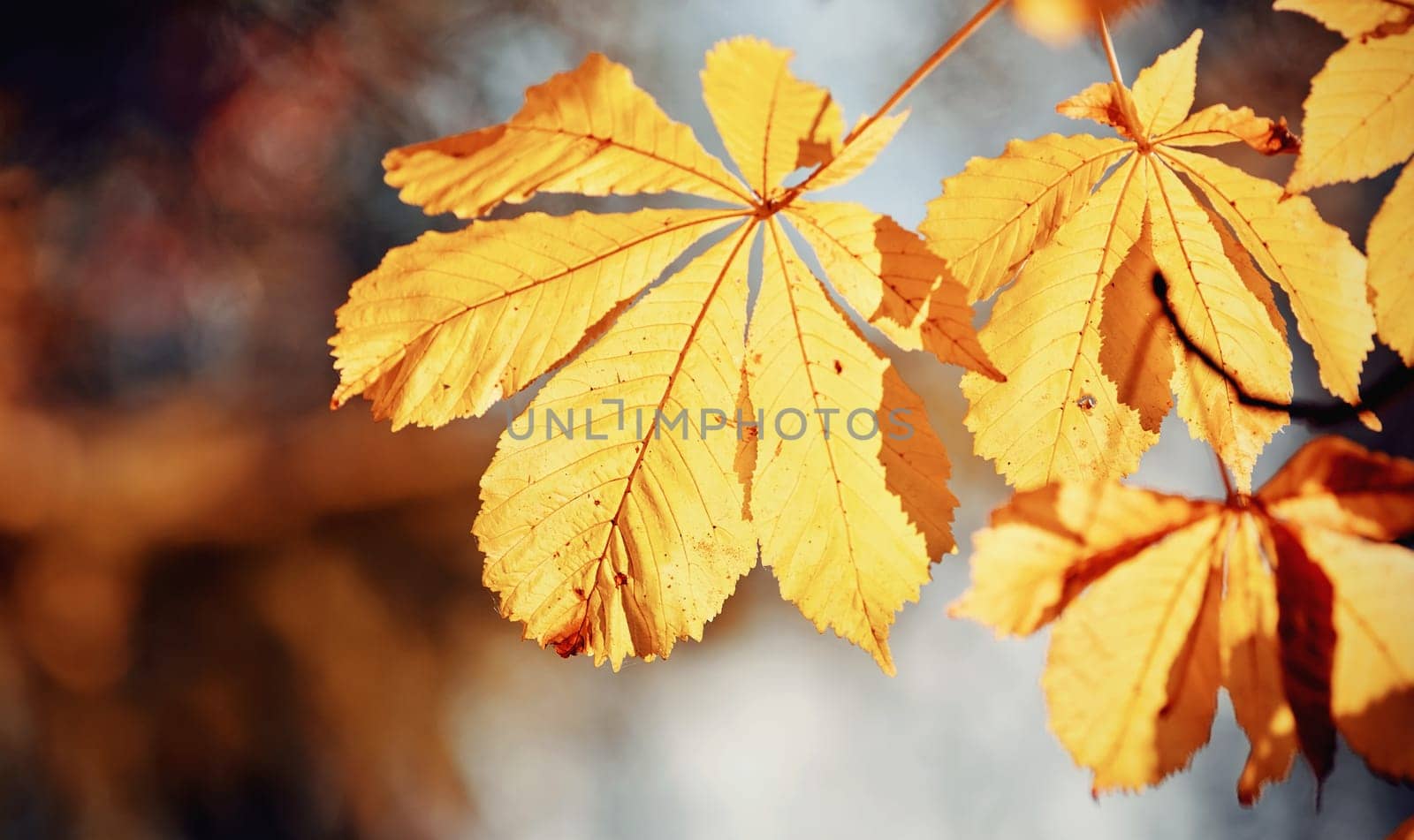 Autumn yellow leaves of the chestnut tree, lit by the sun. Golden autumn.