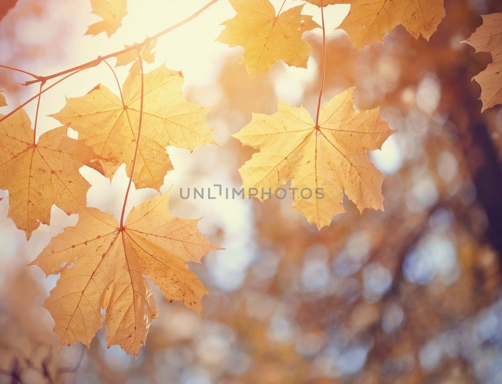 Autumn maple leaves of yellow color, lit with the sun.