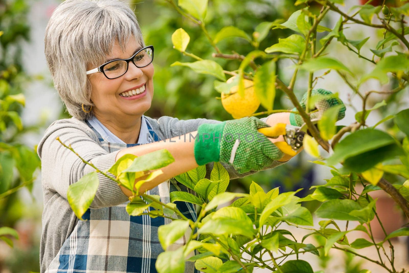 Beautiful mature woman taking care of the garden
