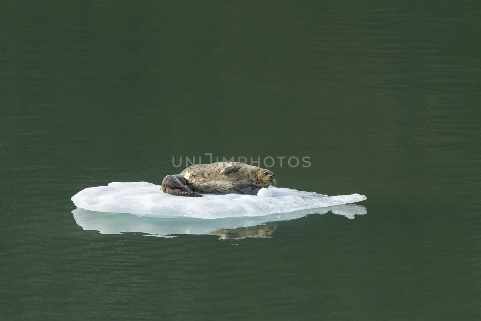 Harbor Seal with Baby on Iceberg in Tracy Arm Alaska, United States