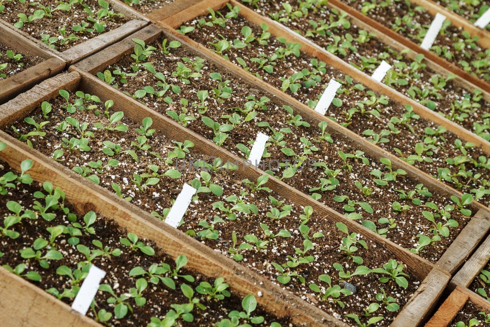 Plants Ready for Planting Seeding in Wooden Boxes at Greenhouse.