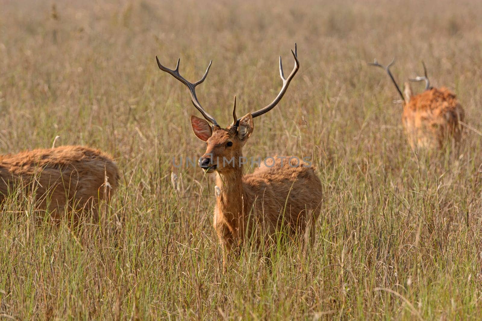 Spotted Deer in the Grasslands on Kanha National Park in India