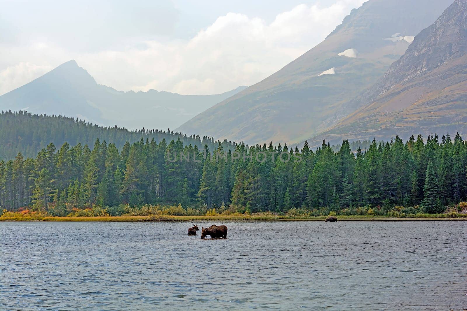 Moose Feeding in a Fishercap Lake in Glacier National Park in Montana in the Fall