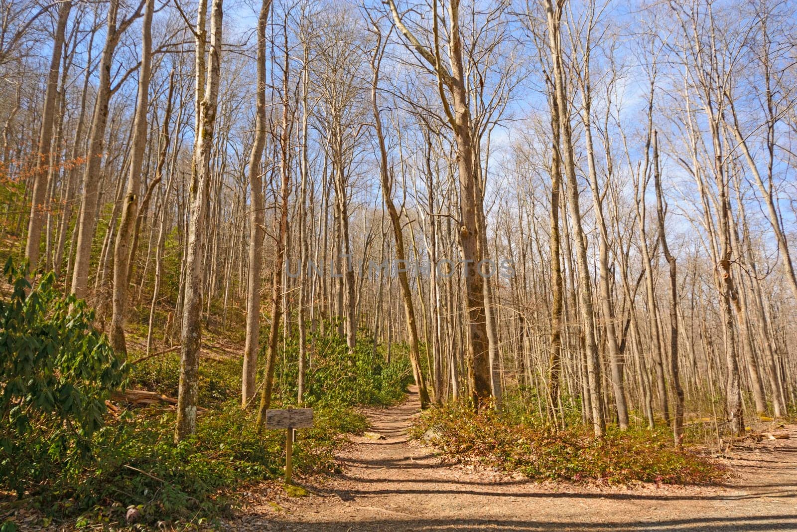 Mountain Trail on a Spring Day in the Great Smoky Mountains in Tennessee