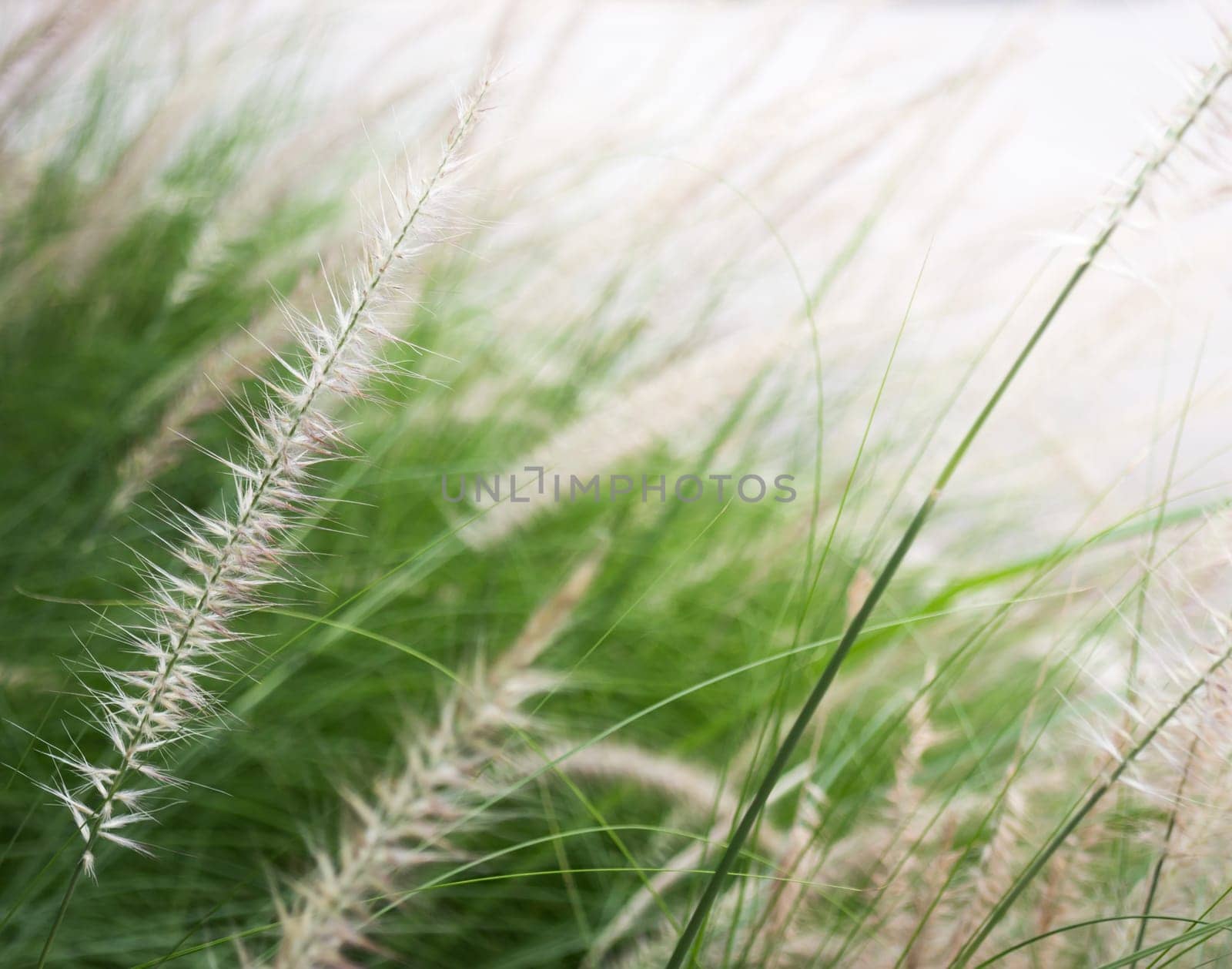 Grass flower background in nature, stock photo