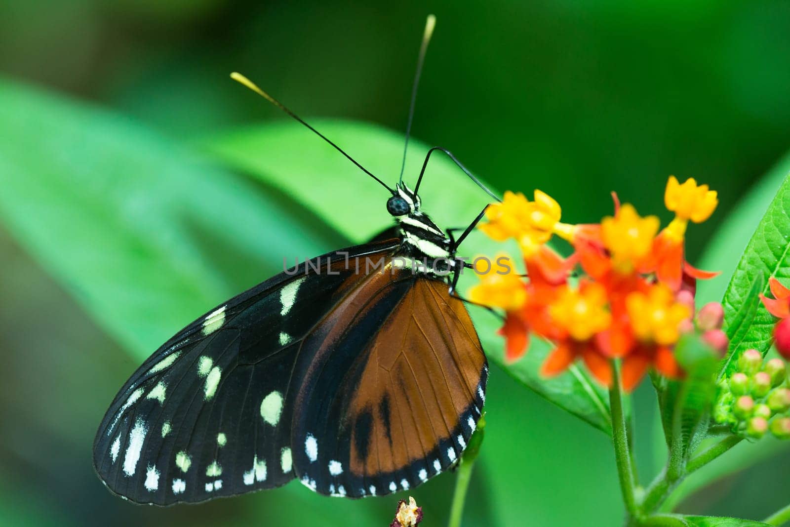 Brown moth with white spots on the wings