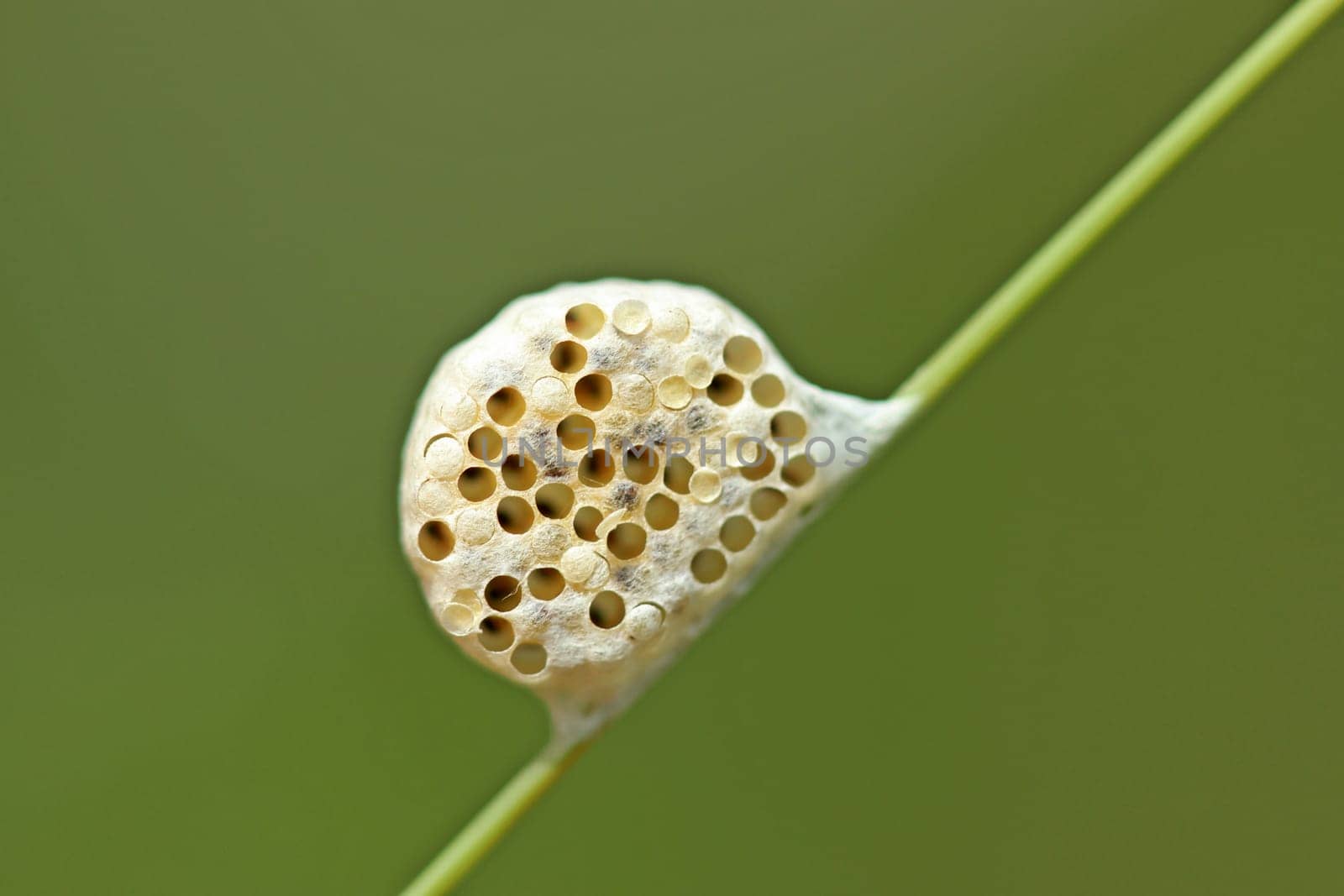 Brackwespe ( Diolcogaster sp.),Cocoon,Germany