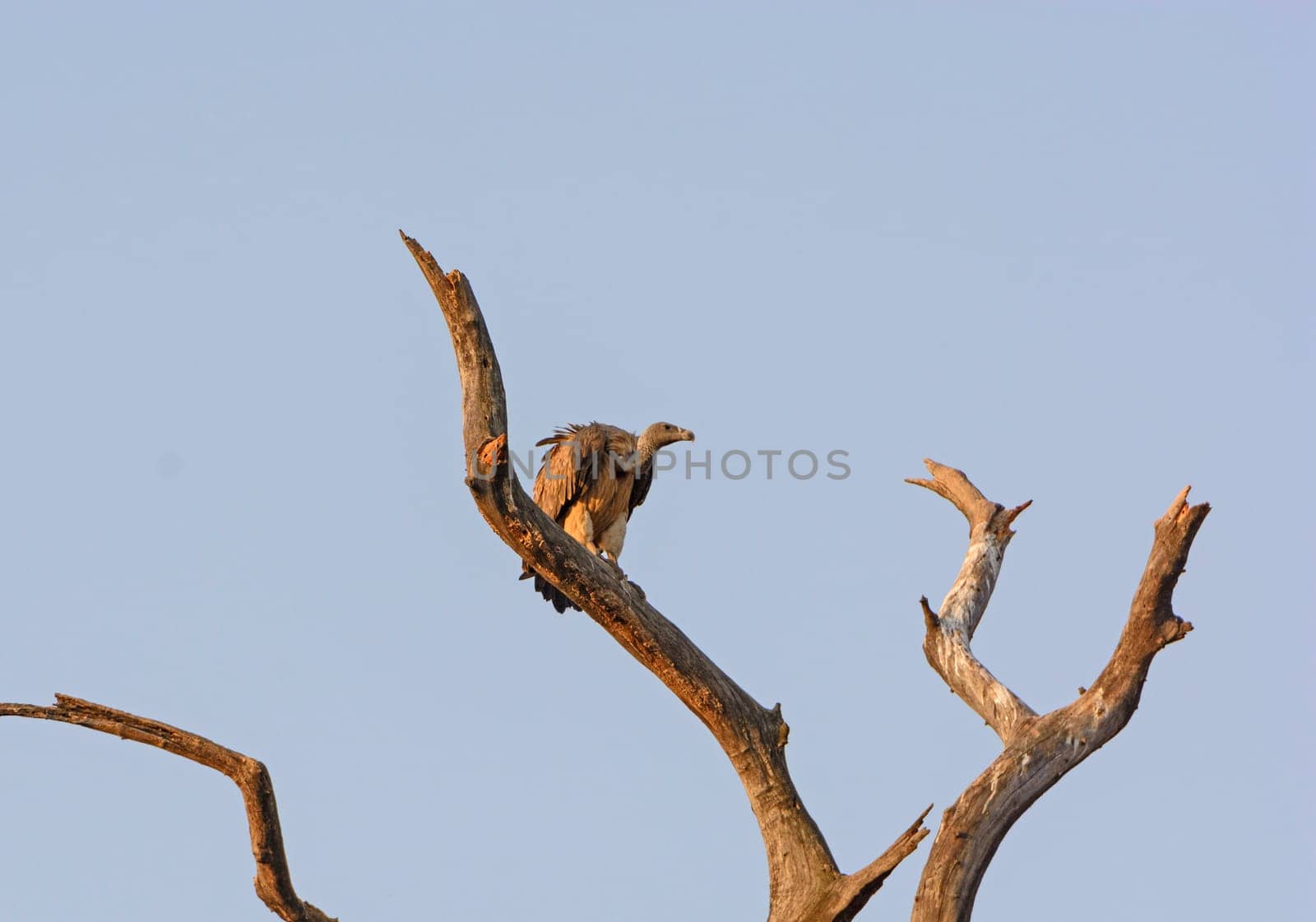 Indian Vulture in a Tree in Kanha National Park in India