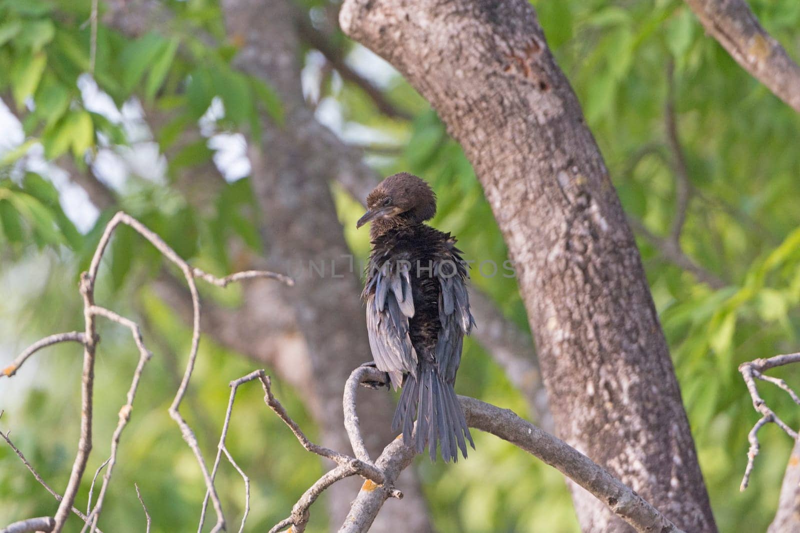 Indian Cormorant in a Tree in Kanha National Park in India