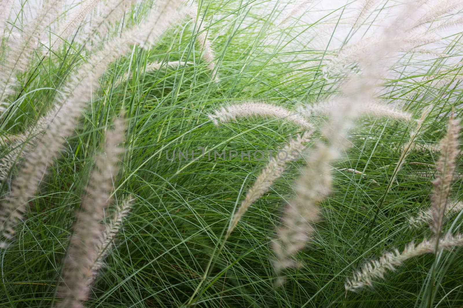 Grass flower background in nature, stock photo