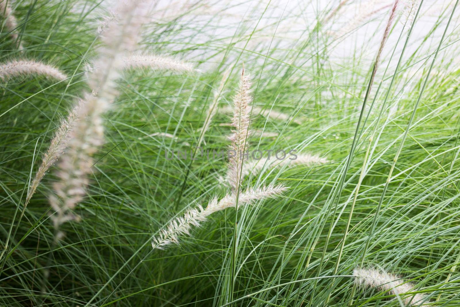 Grass flower background in nature, stock photo