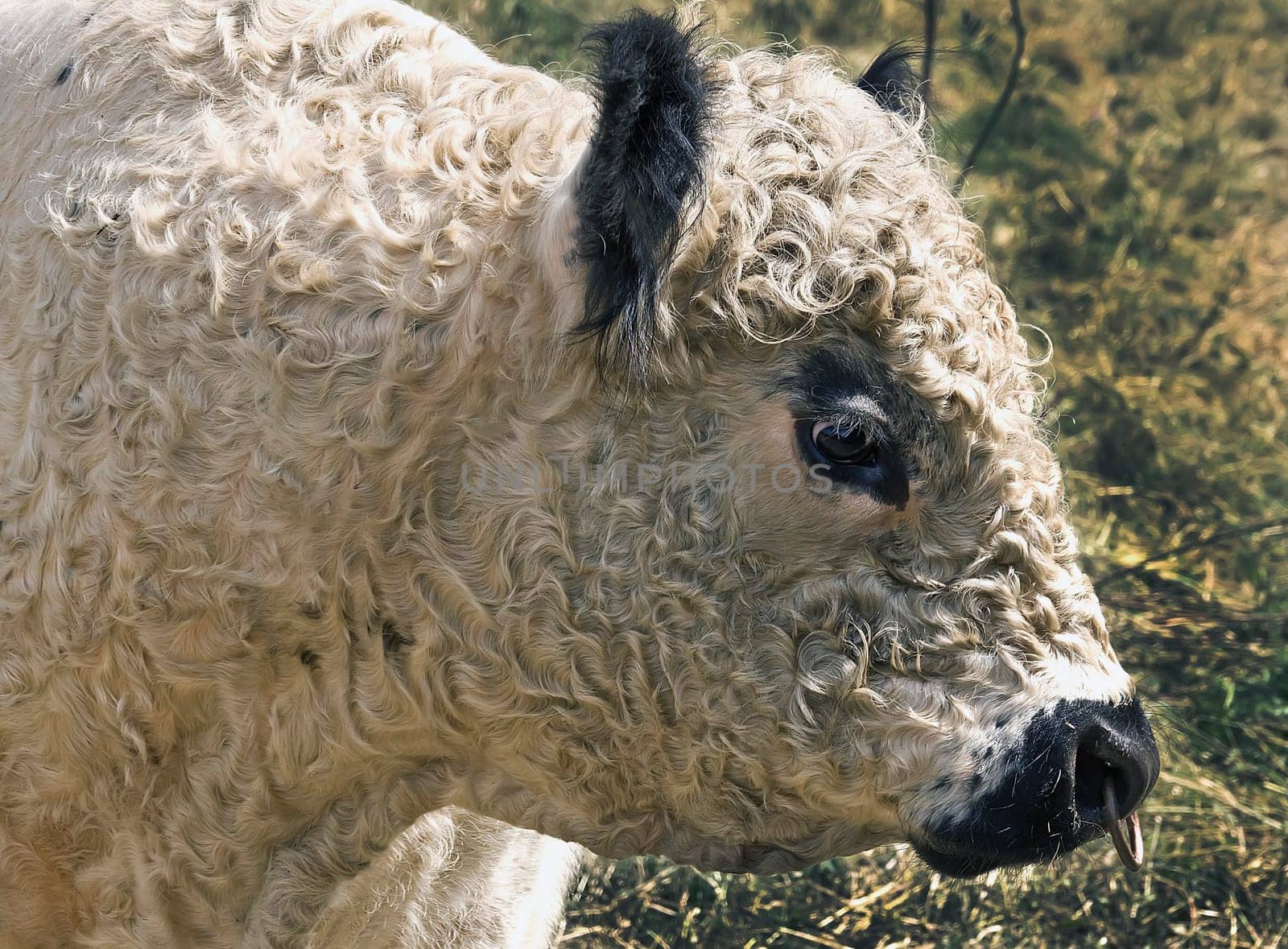 Galloway-Stier auf der Weide