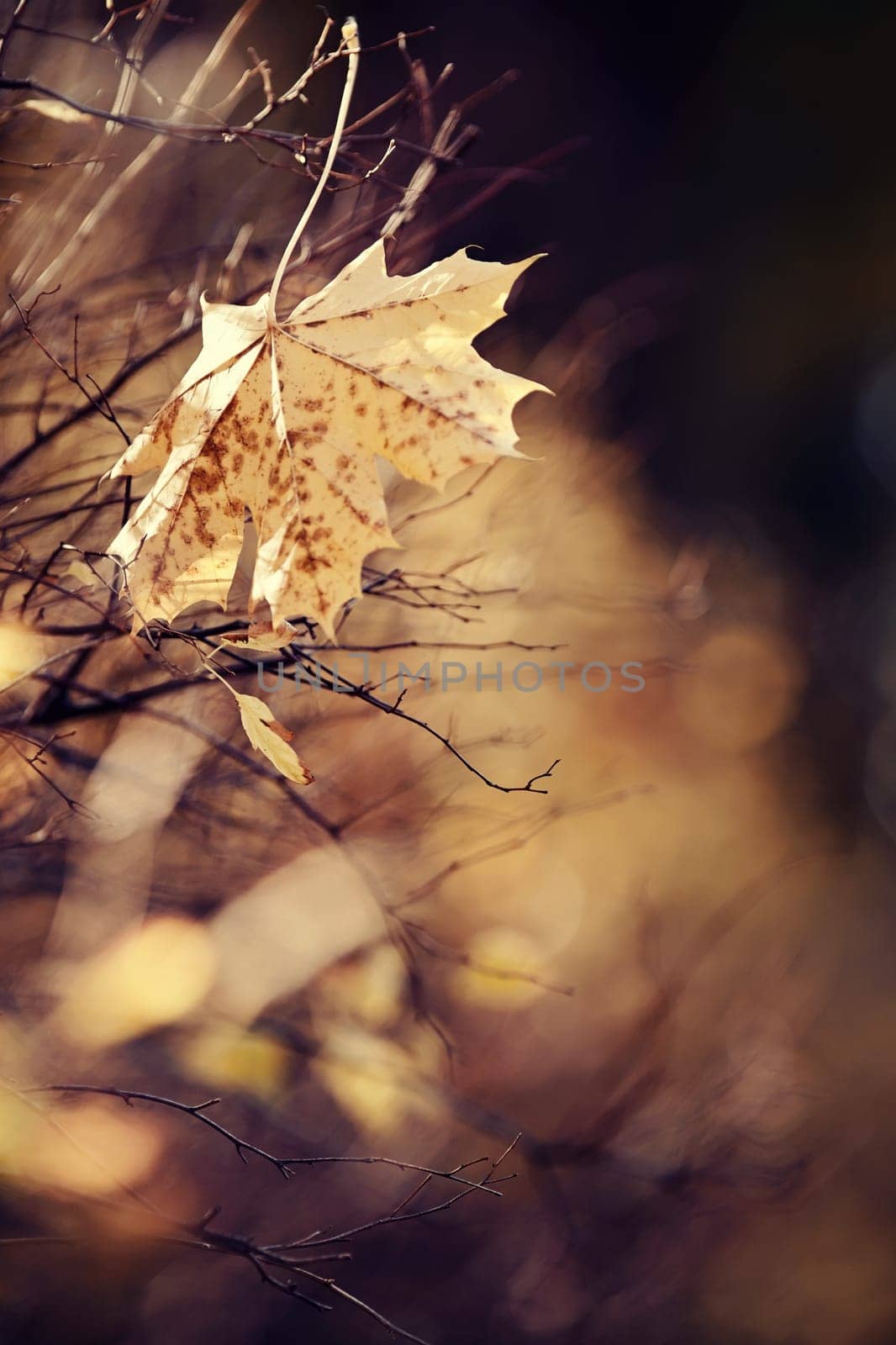Lonely yellow-gold maple leaf on a branch late fall.