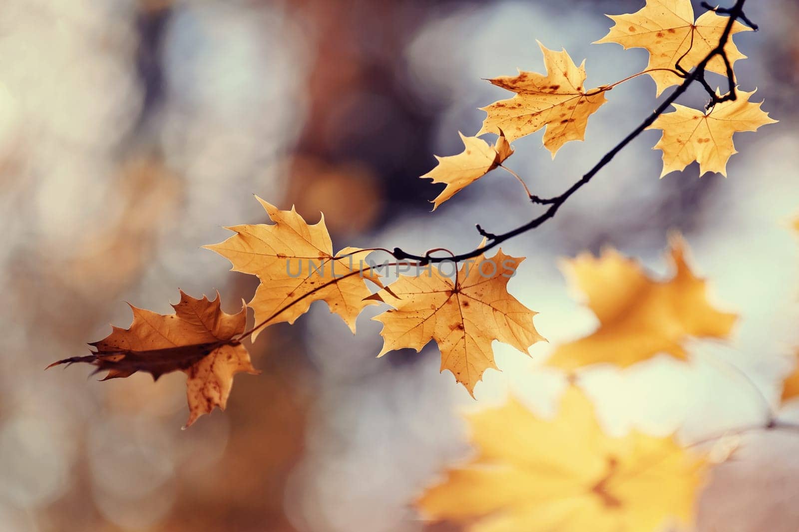 Branch of maple tree with autumn yellow leaves. Golden autumn.