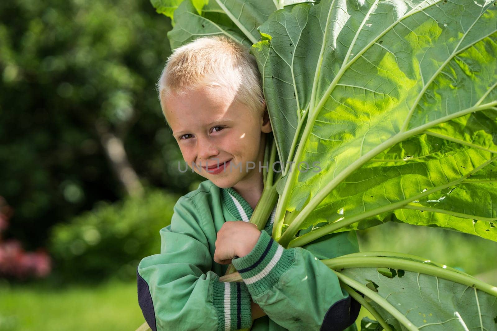 A little preschool boy who has harvest a great bunch of rhubarb in the garden on a sunny spring day. He wears a green jacket