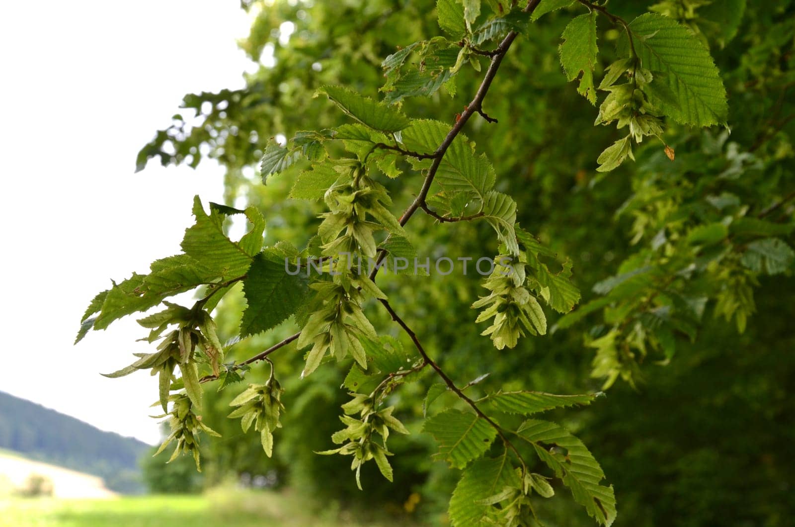 hornbeam