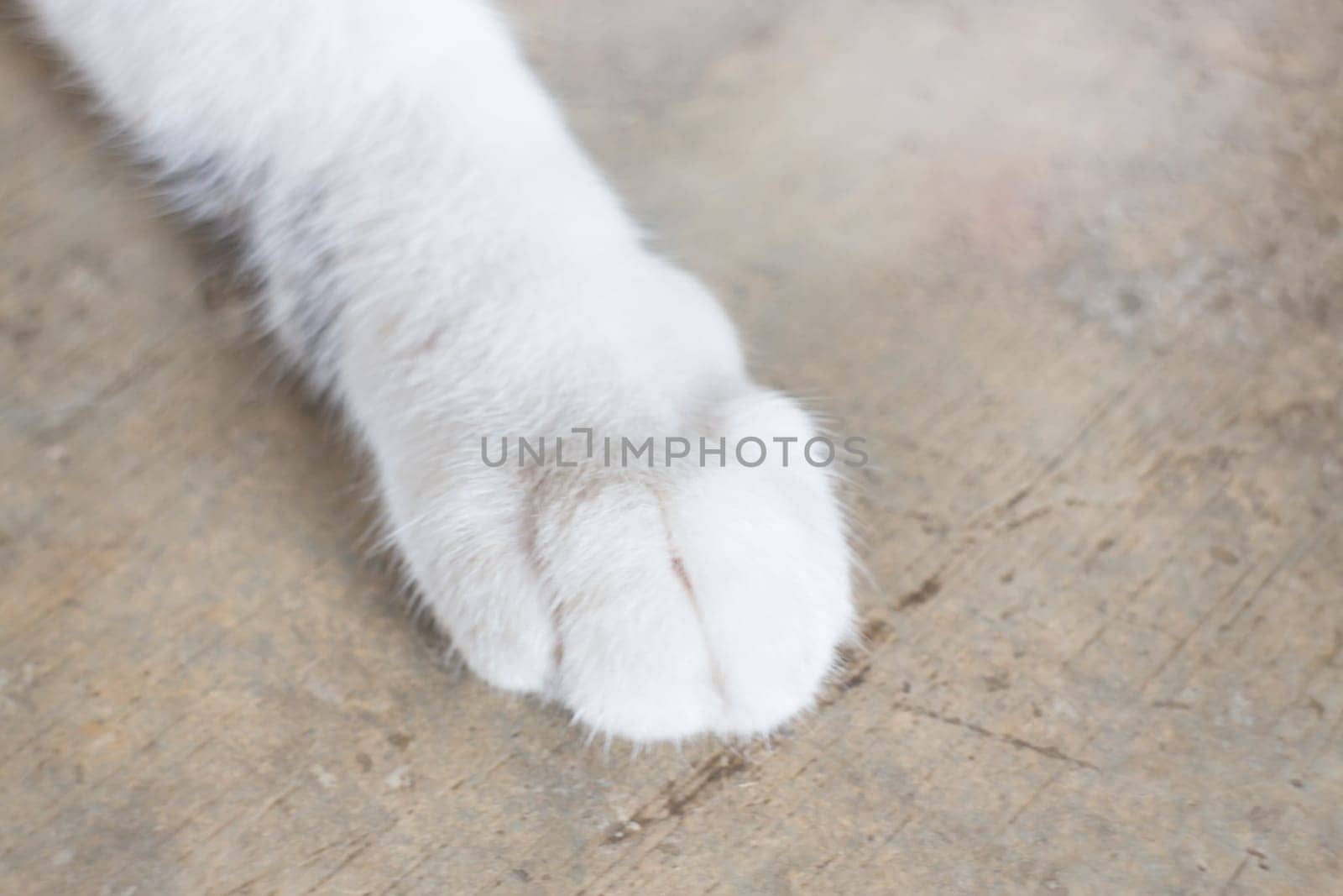 Relaxing cat's pawn at home, stock photo