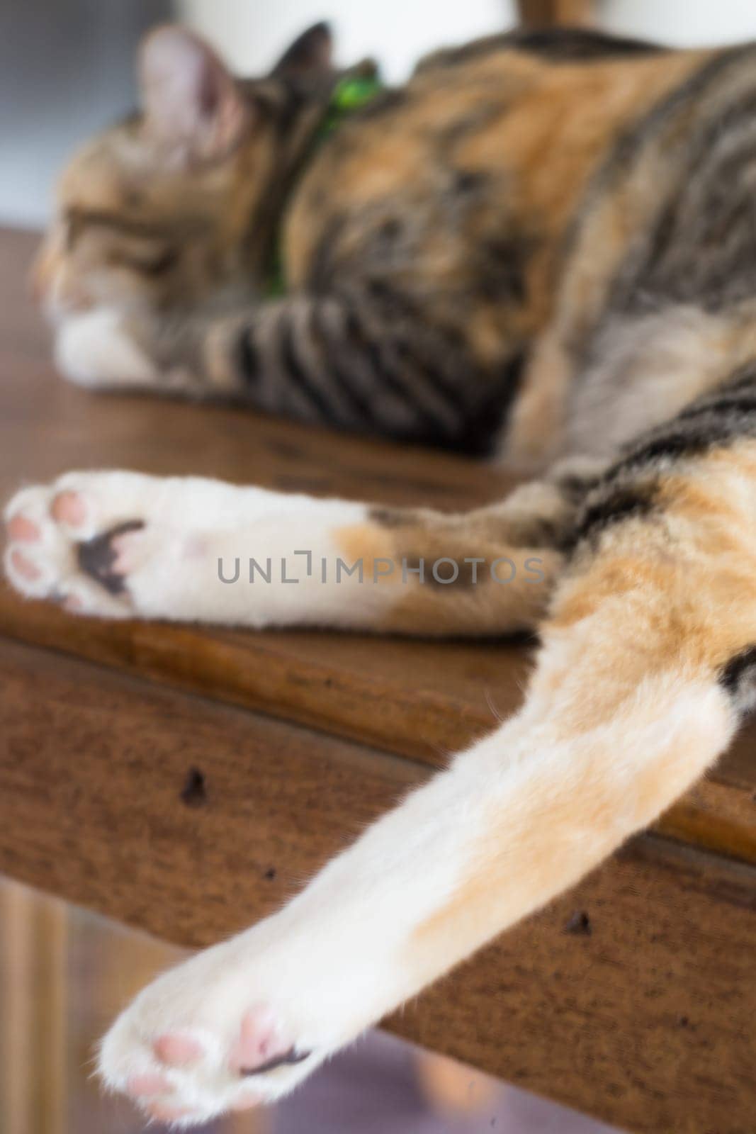 Relaxing cat's pawns at home, stock photo