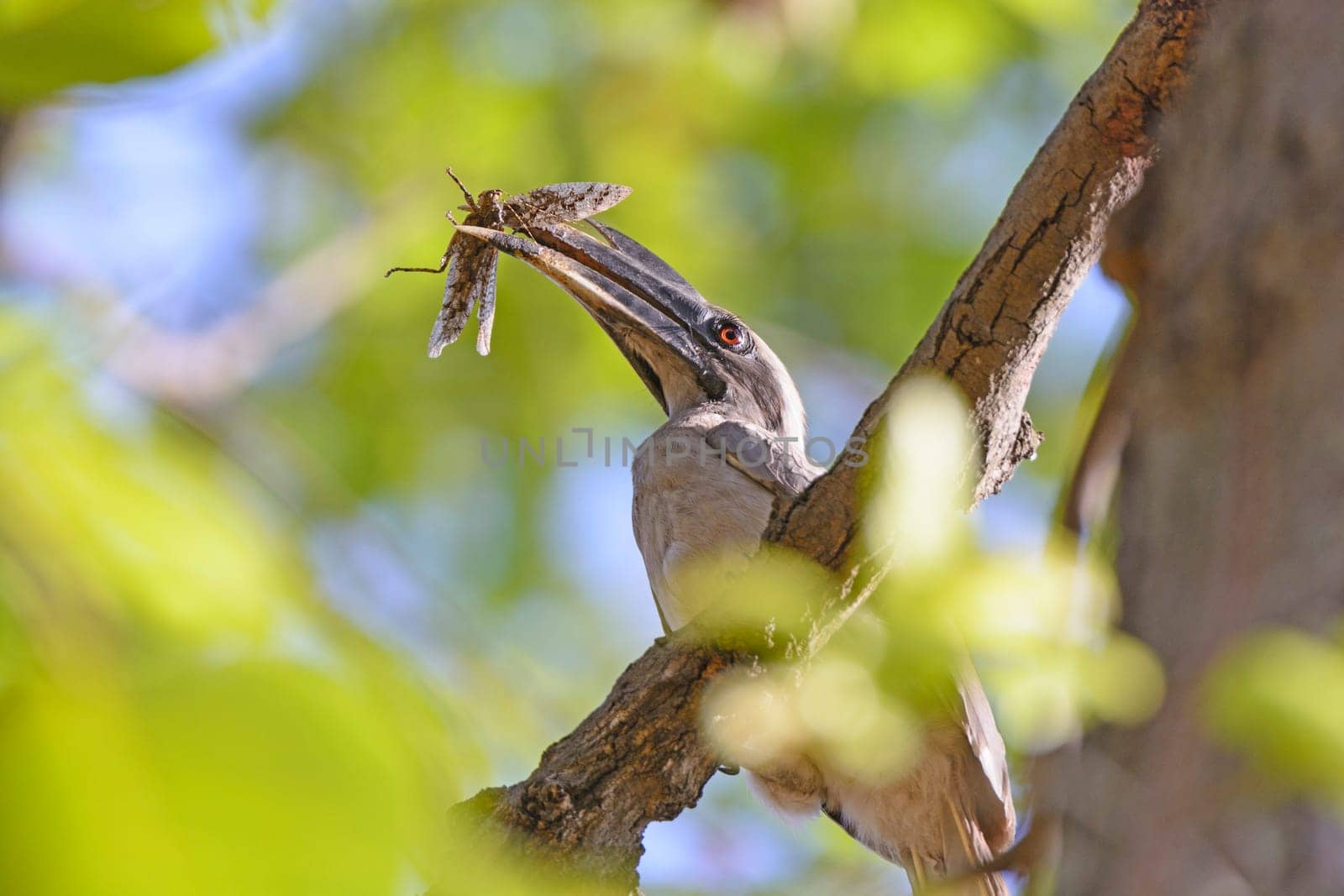 Indian Grey Hornbill with a Grasshopper in its Bill in Bandhavgarh National Park in India