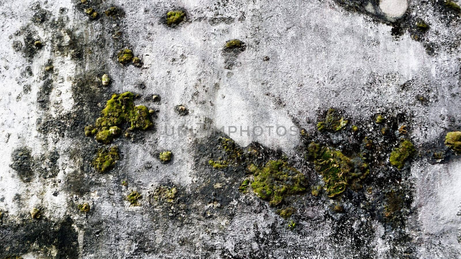Grunge wall texture background with moss